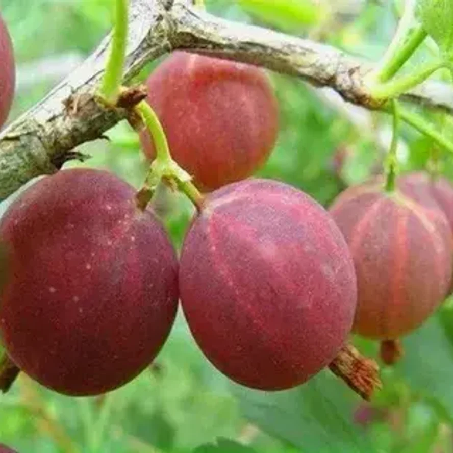 Крыжовник Мускатный