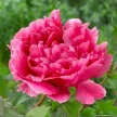 0987a8e2-eb14-4ea4-9e09-bd42775f1e06-i-2026-08-12t120452.282.webp