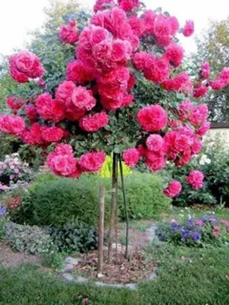 7169397a-fbb2-4eb7-ac24-1f94faf942ed-i-2026-08-13t075607.753.webp