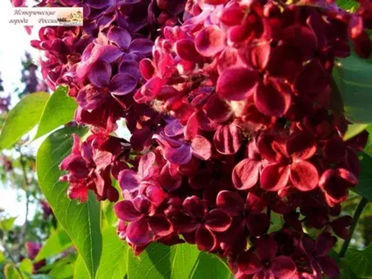 d525867b-d130-4a9c-a7b0-94f2dd034cde-i-2026-08-07t132741.961.webp