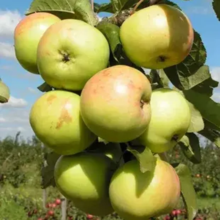 Яблоня Малюха
