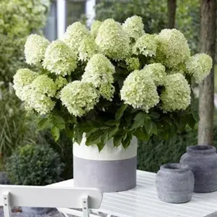 75a7b955-0065-421a-9343-ff919f5c450c-i-2026-08-04t135559.917.webp