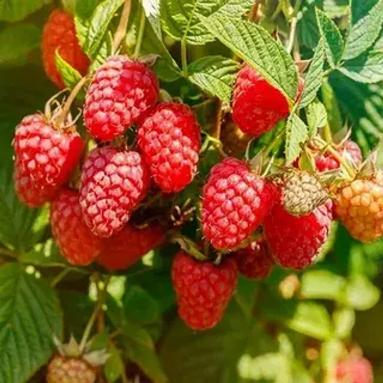 70092f75-c3c2-4cc3-8a5c-816f3a2ad9a0-i-2026-08-11t131718.139.webp