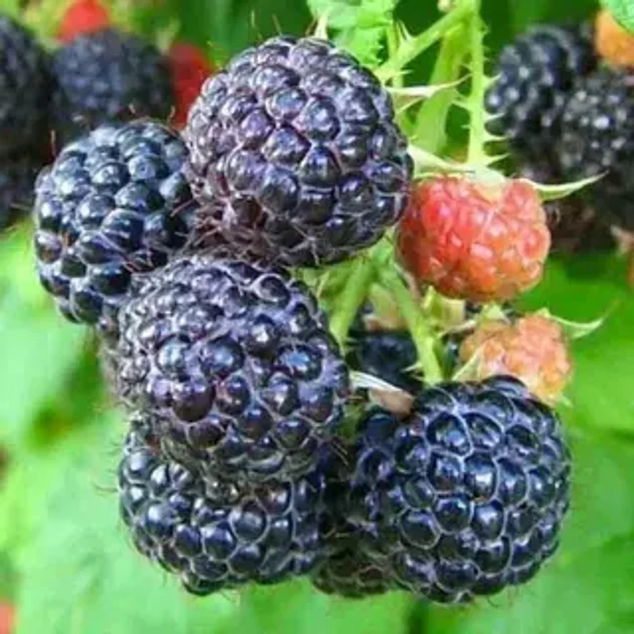 Малина Кумберленд (ежемалина)