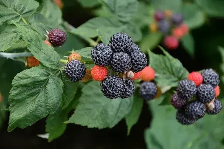 6b9fcf81-dedb-466d-b6ac-a6068e3acab0-i-2026-08-07t151053.048.webp