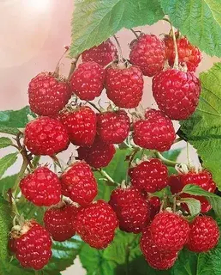 7442ea18-c546-46b9-a972-3311f026541c-i-2026-08-11t142740.851.webp