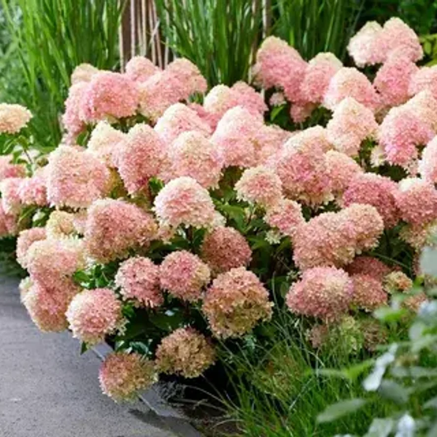 💕 Гортензия метельчатая Литл Лове (Little Love)