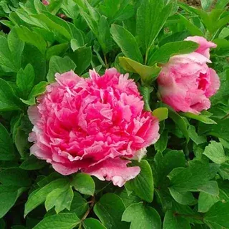 06c9007f-ef84-439f-9aaa-02732cf14722-i-2026-08-12t120831.264.webp