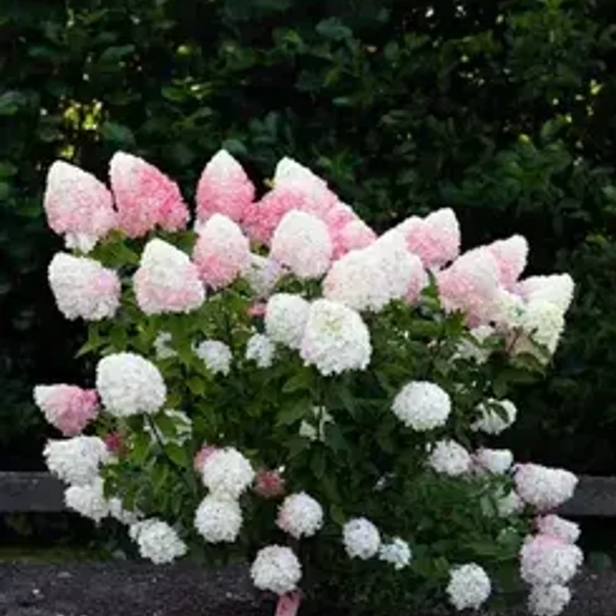 Гортензия метельчатая Пинк энд Роуз (Pink and Rose)
