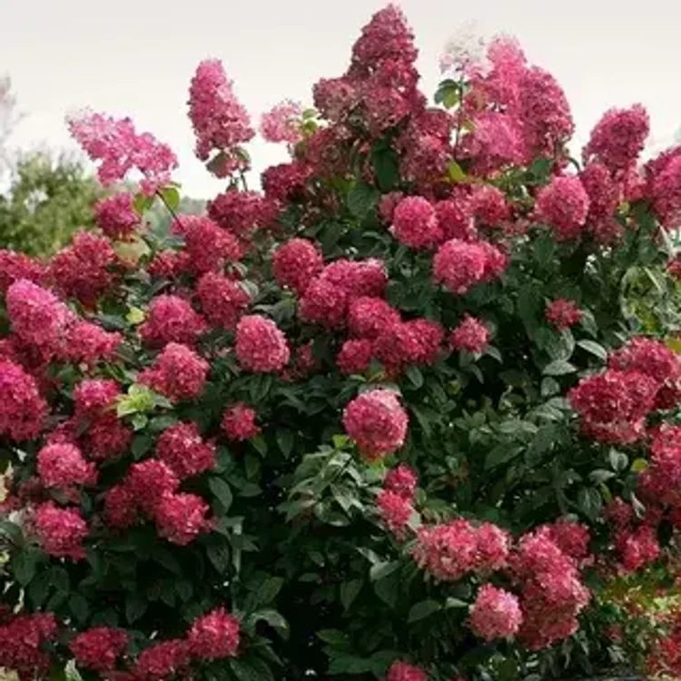 2207498c-b1f6-4b2c-b285-7e0e43d7181d-i-2026-08-05t135815.981.webp