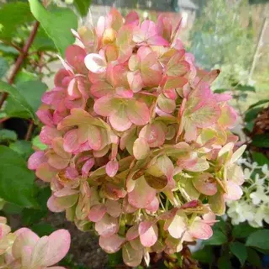 Гортензия метельчатая Пастель Гринн (Pastel Green)