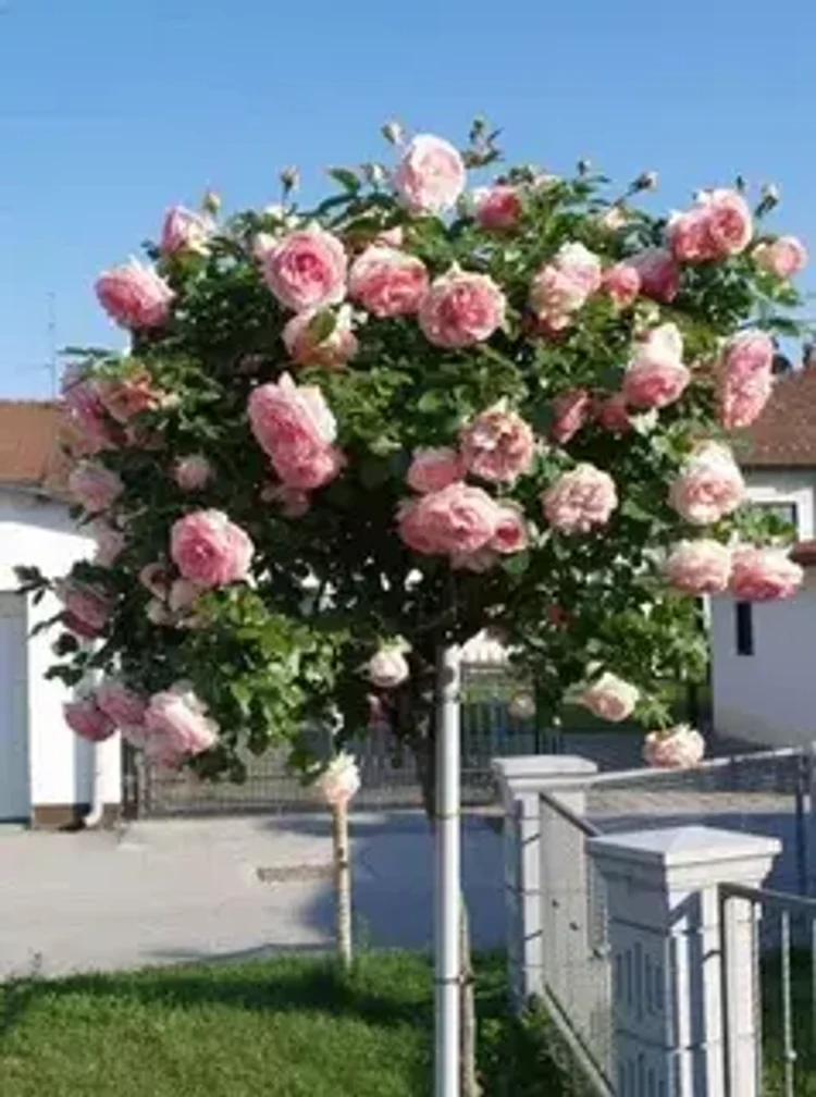 7ea0da9f-ff7d-481c-98a4-4d0b87c62c8a-i-2026-08-12t133811.240.webp