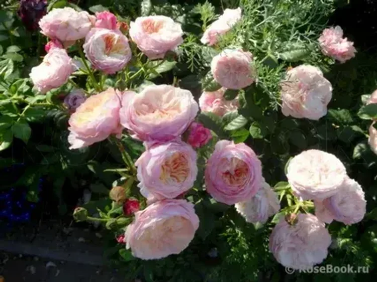 6f0a8a15-ca11-42f3-add2-90a9ce96fdcc-i-2026-08-12t133742.077.webp