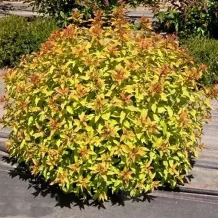 Спирея японская «Голден Принцесс» (Spiraea japonica 'Golden Princess')