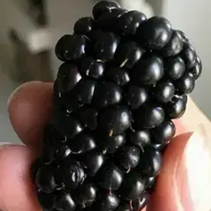 Ежевика Джамбо