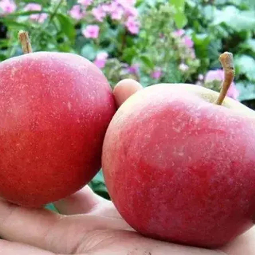 🍎 Яблоня Краса Свердловска