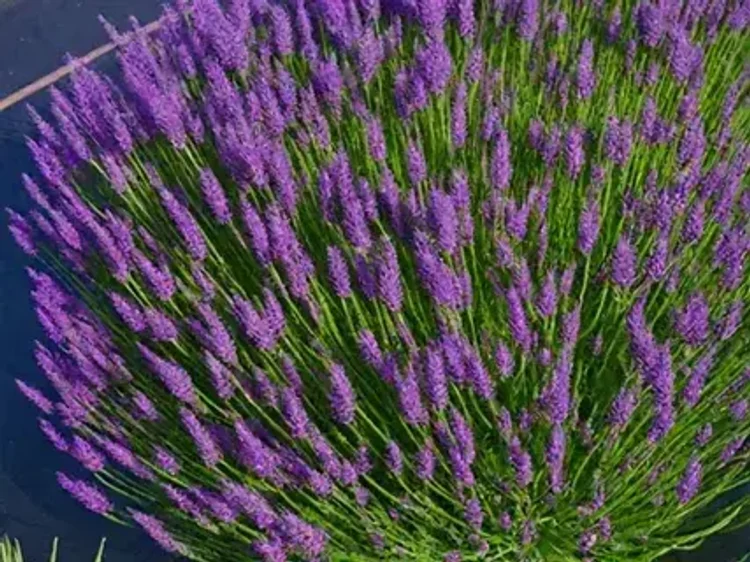 0c0ea841-4d29-4e85-8dcf-e2c77434d08e-i-2026-08-11t144945.901.webp