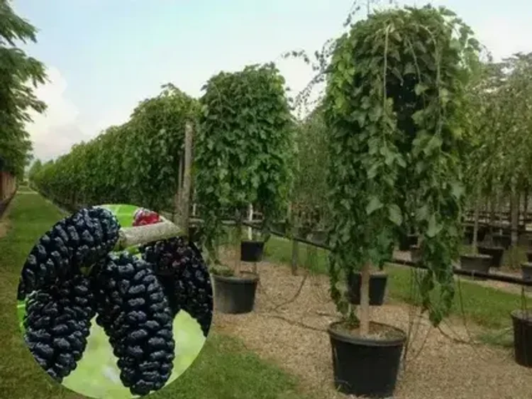 8d04dcfc-0b31-47f5-91f7-fd531d48fe70-i-2026-08-07t135119.852.webp