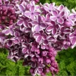29f63a72-3d37-434c-ba4b-4cc5a36d6f15-i-2026-08-07t111529.127.webp