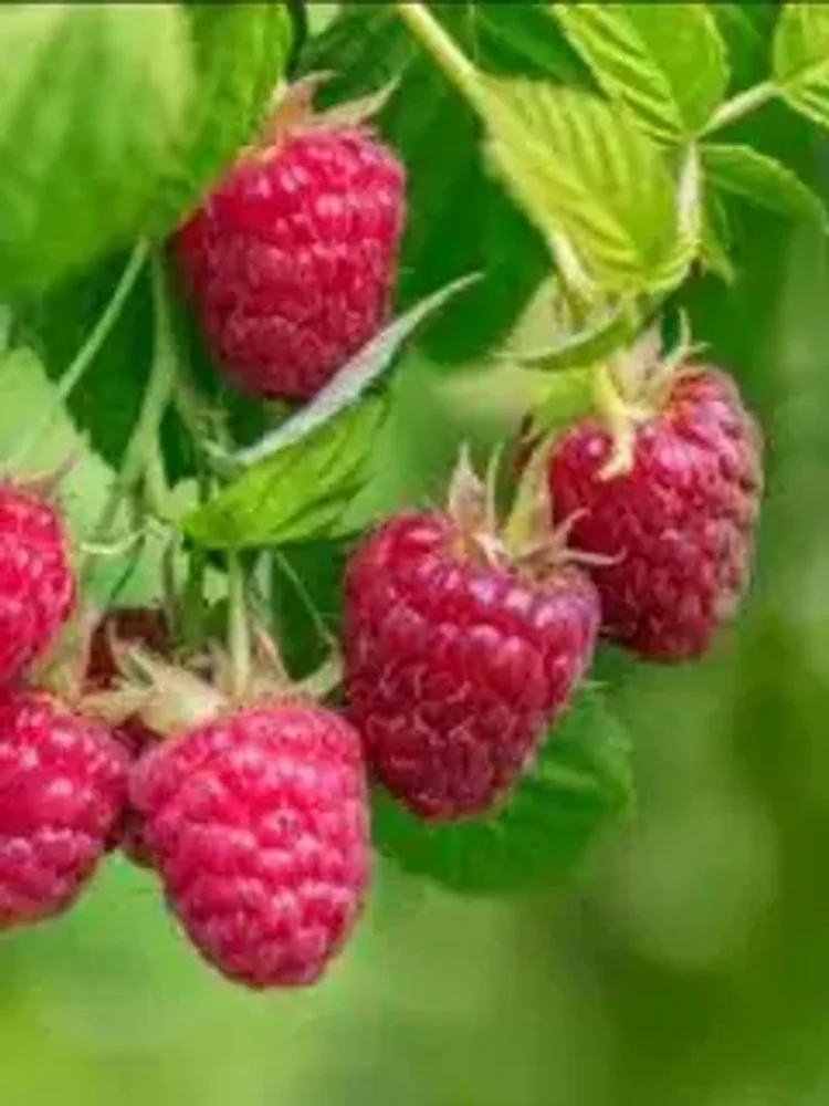 2234828c-63b4-4ad2-bb3c-0dbdded7e412-i-74.webp