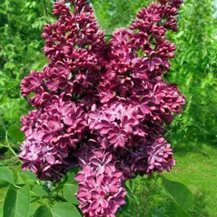 Сирень Знамя Ленина