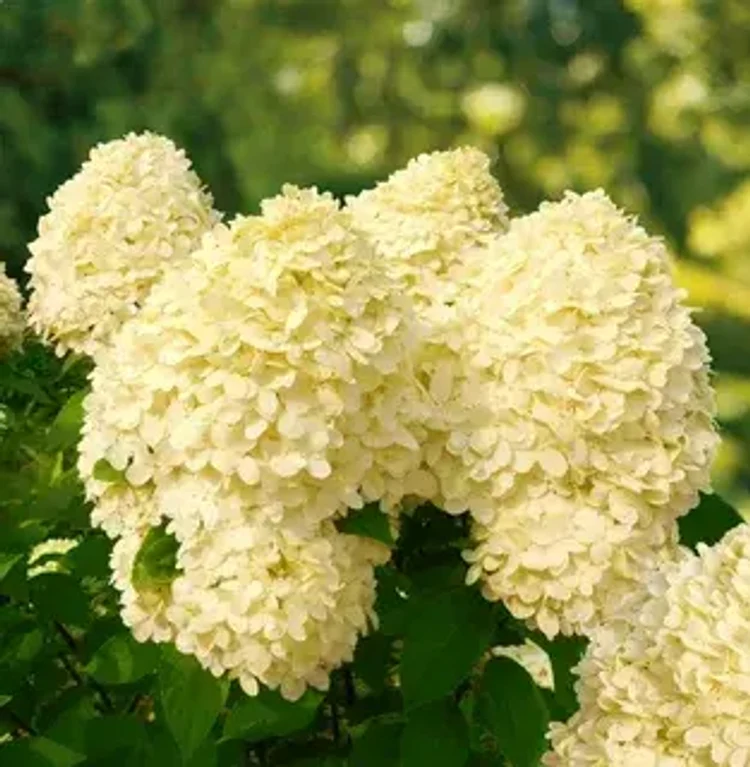 51f11056-a298-4c20-b638-ef48e09955aa-i-2026-08-04t164736.162.webp