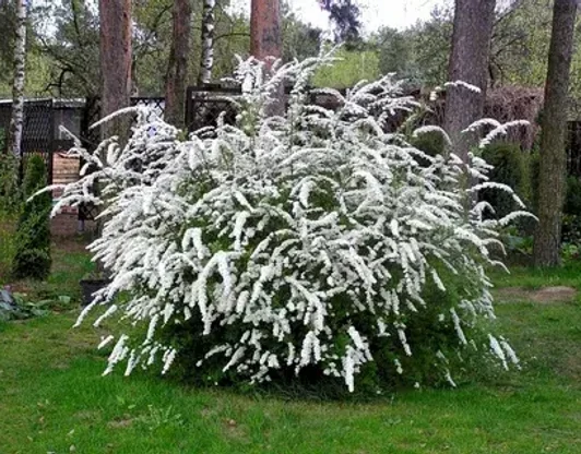 Спирея