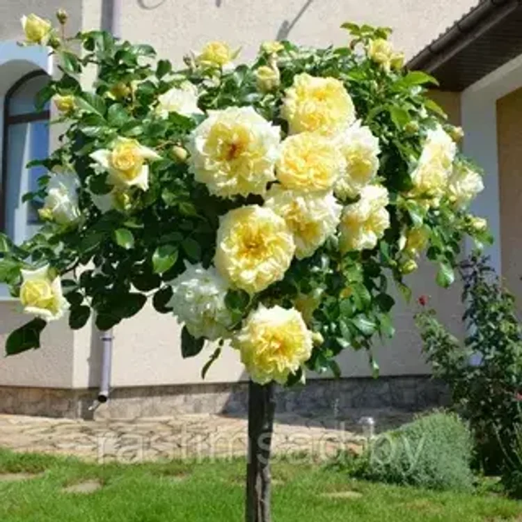 4c7c4a87-0603-42f0-adf0-b2131797cf1c-i-2026-08-12t145928.297.webp