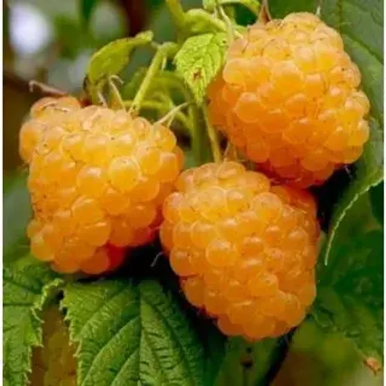 eb698b27-34c2-4c0a-a8b9-a7d52ea87dc0-йй.webp