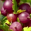 cbc2e596-7e08-4087-9983-c991e778f25d-i-57.webp