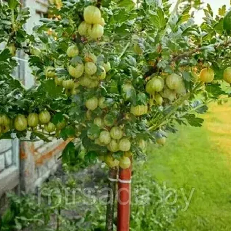 Крыжовник штамбовый «Русский жёлтый»