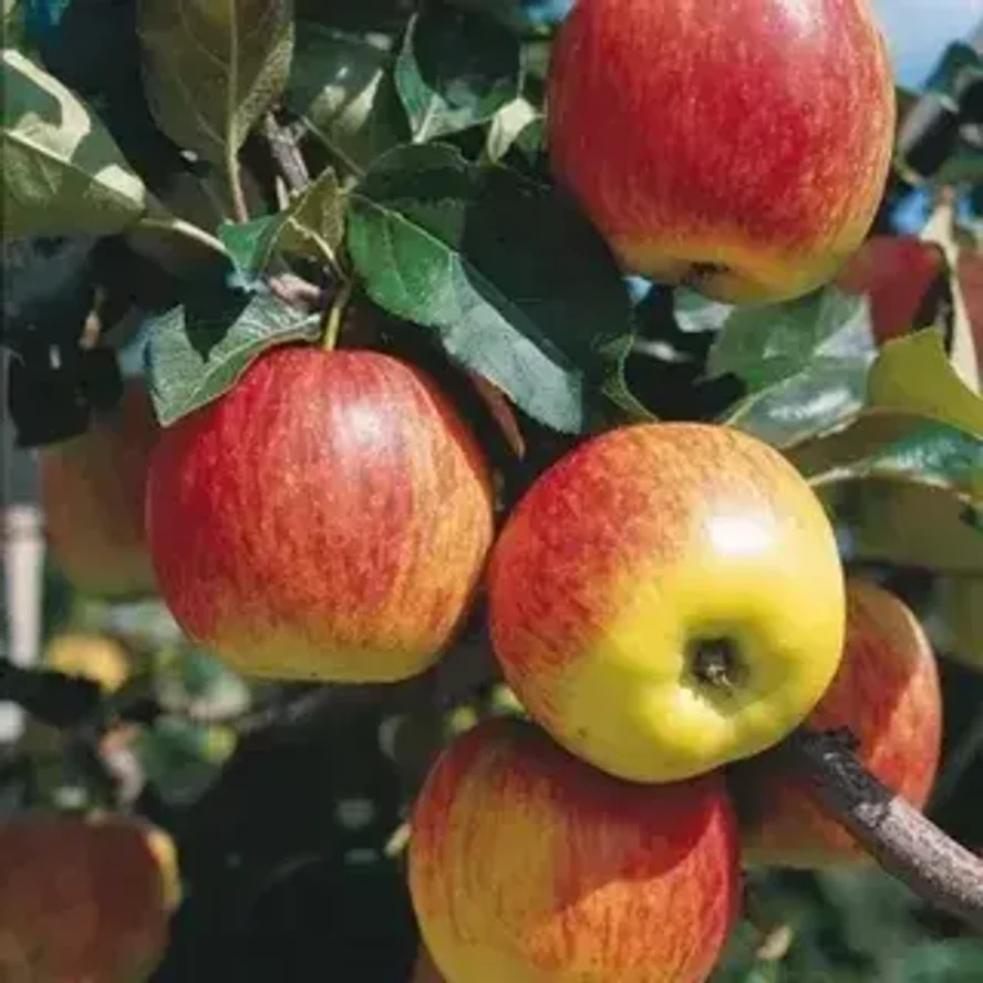 Яблоня Гала