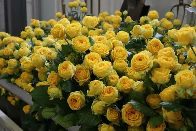 4c1cc44d-f200-4815-a26e-ca80c1ea19b1-i-2026-08-13t085611.530.webp