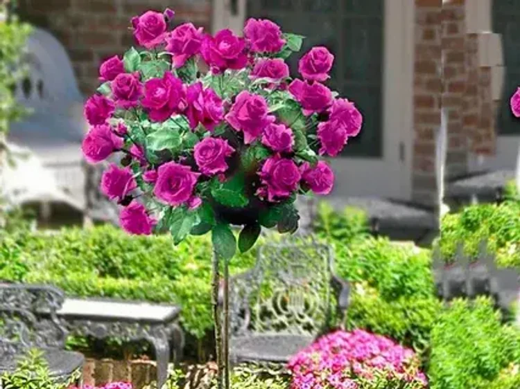 6f4d3c56-73dd-4052-b7cd-a81fc66b5c1b-i-2026-08-13t111018.134.webp