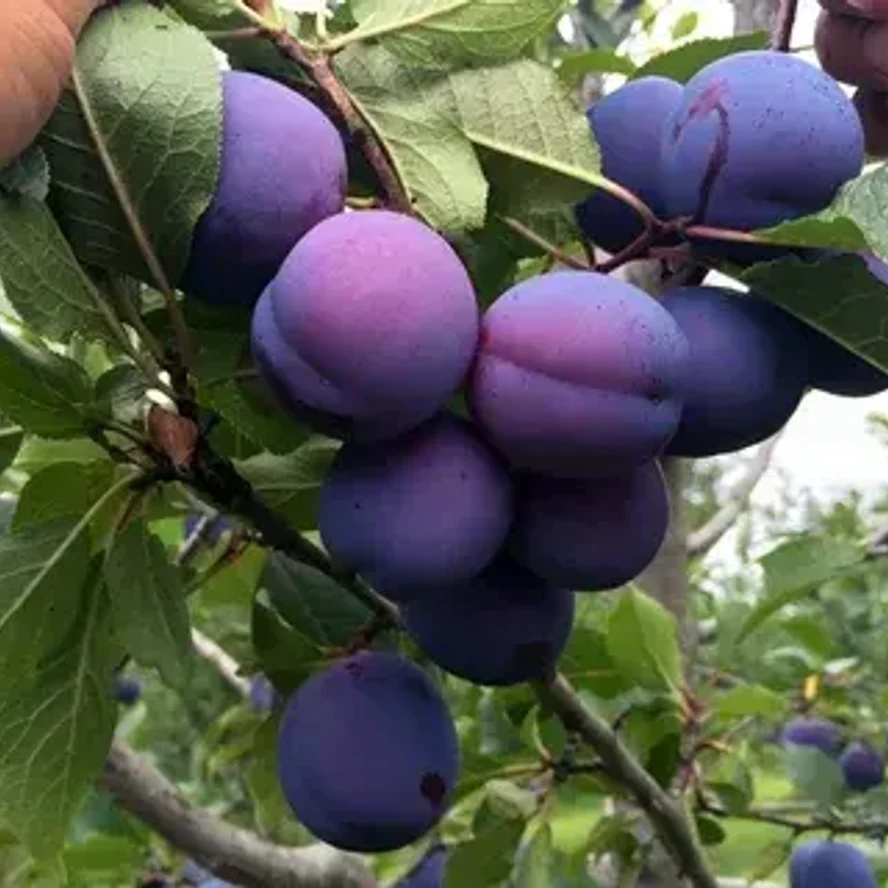 Слива Заречная ранняя