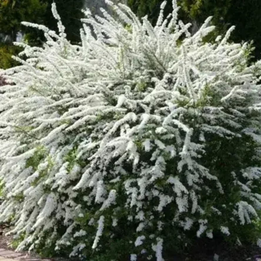 Спирея серая «Грефшейм» (Spiraea × cinerea 'Grefsheim')