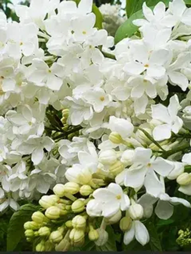 4863f173-6980-4d94-933f-ce74f49e4e9d-i-2026-08-06t085404.493.webp