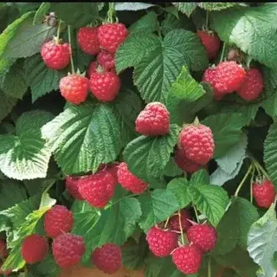 Малина Сказка