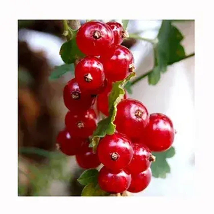 3c5eff16-6ec0-45c4-97ea-0c3ca67089ff-i-2026-08-12t154632.147.webp
