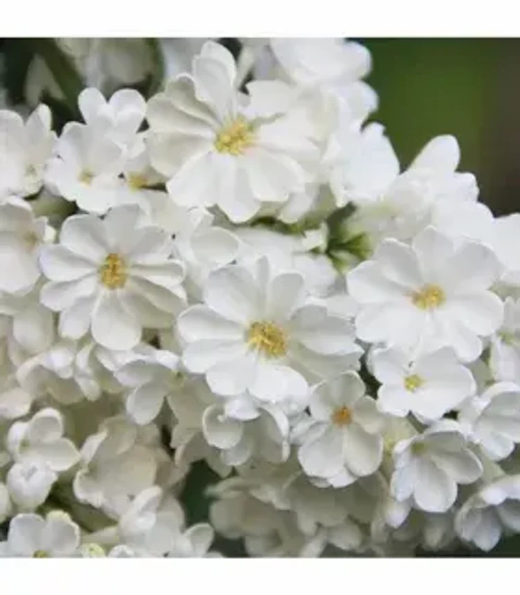 13933db9-2a8a-4e01-ad98-c7a455dca5ae-i-2026-08-10t145613.743.webp