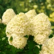 51f11056-a298-4c20-b638-ef48e09955aa-i-2026-08-04t164736.162.webp