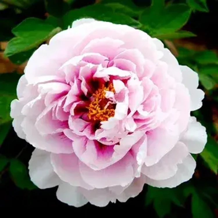 123c3093-6ac0-4416-ae66-80ce21eb453a-i-2026-08-12t120113.058.webp