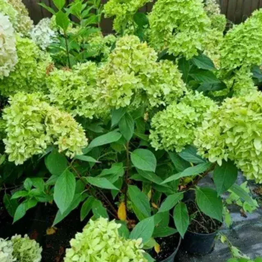 Гортензия метельчатая Бее Грин (Bee Green)