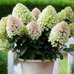 ba4000af-6d4d-4708-aa6a-6d098e734259-thumb.png
