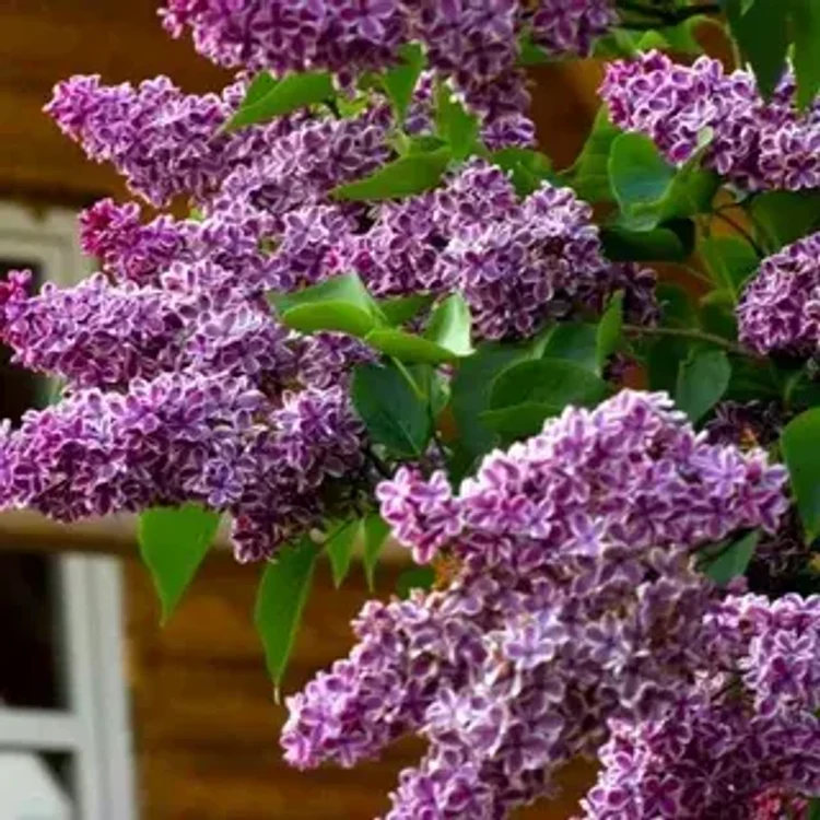 c1413c11-c259-49b8-b968-9ecfc8587499-i-2026-08-06t094553.794.webp