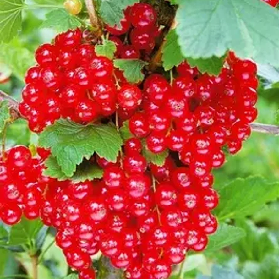 Смородина Гиганта