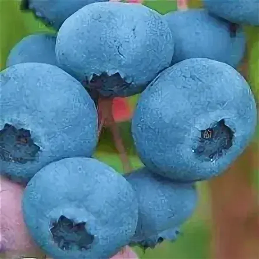 Голубика Конкорда