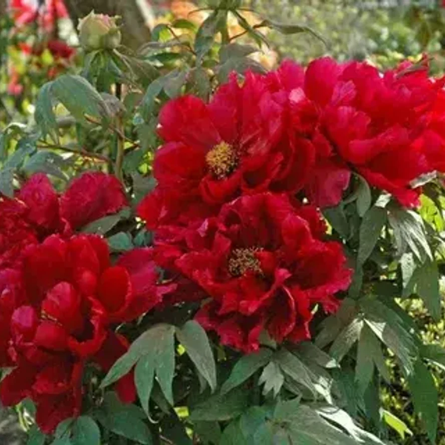 🌸 Пион древовидный «Алые паруса»