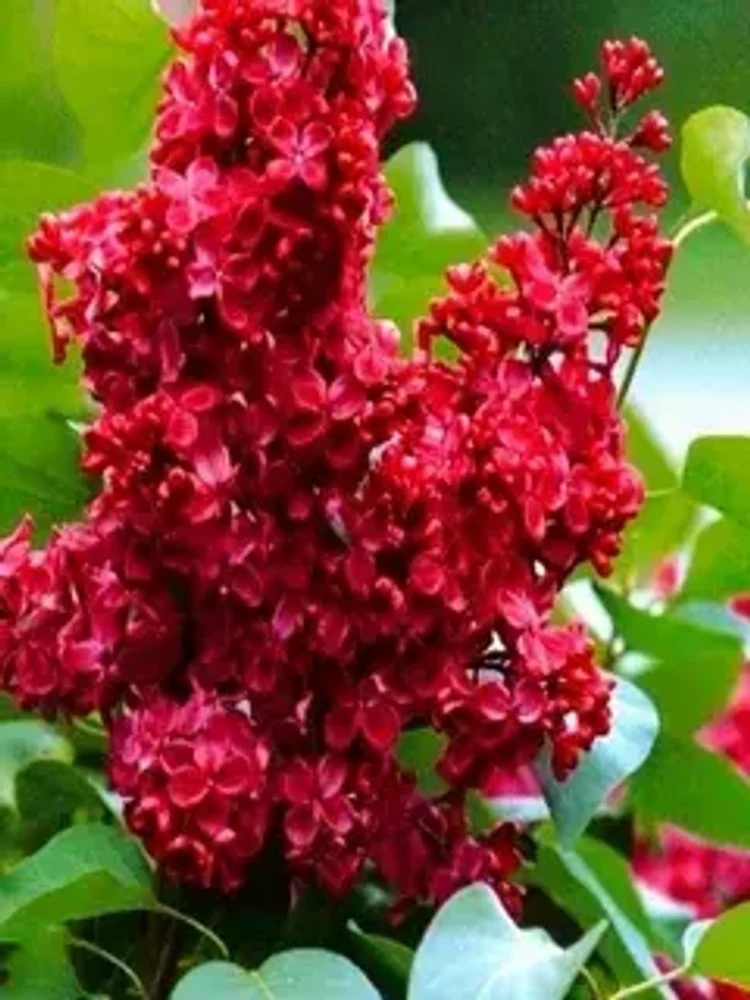6d30091a-fe64-49c1-8653-cd1149061738-i-2026-08-07t132731.855.webp