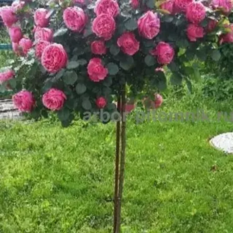 9f19ceca-1729-4dad-9643-2f1b833552c7-i-2026-08-13t110312.900.webp